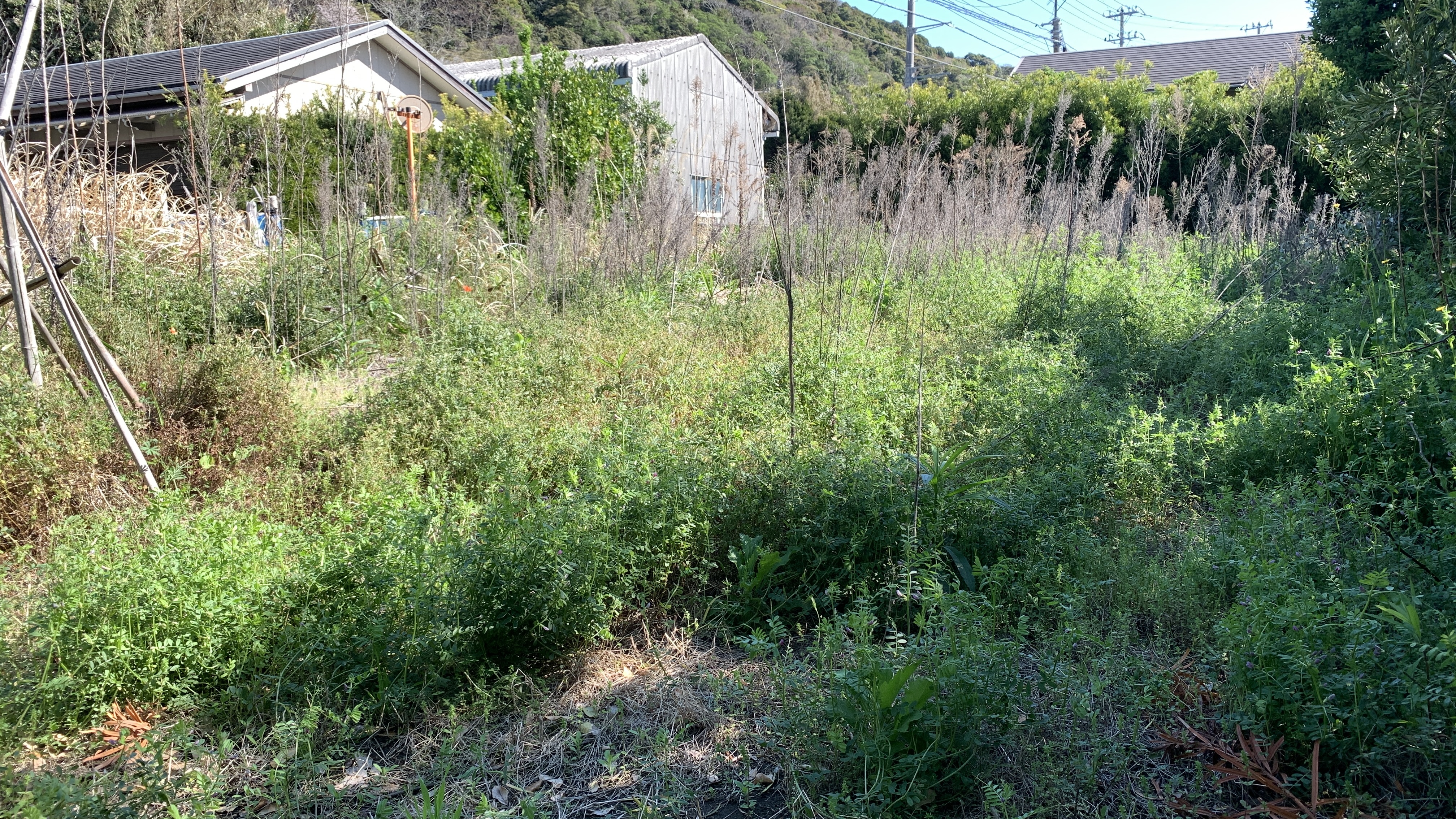 南房総市和田町・耕作放棄地の畑全体。雑草と残置物に覆われた施工前