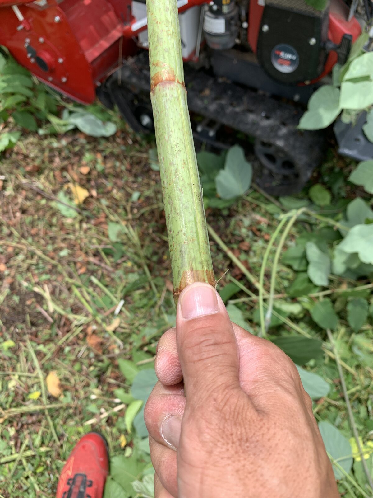 親指ほどの太さのイタドリの茎
