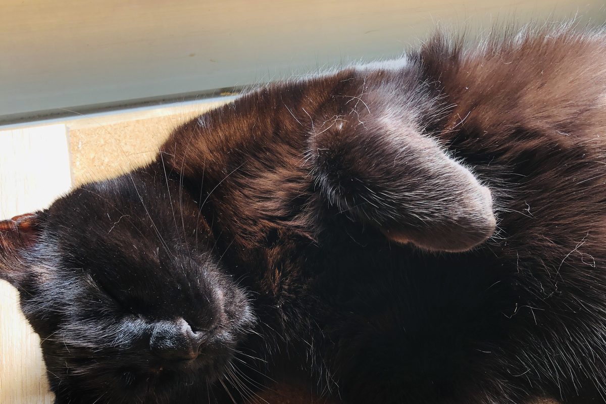 床で寝そべる黒猫。除草剤を使わない草刈りをしている理由
