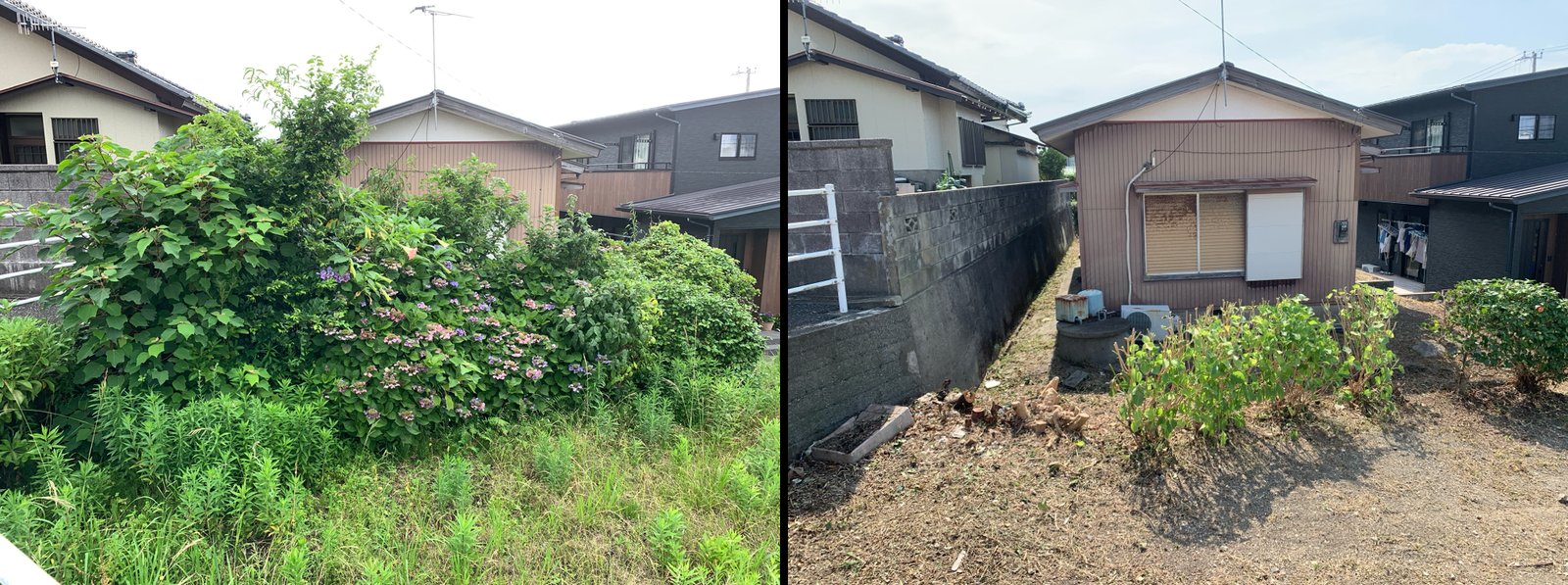 雑木伐採と紫陽花の刈り込み ビフォーアフター